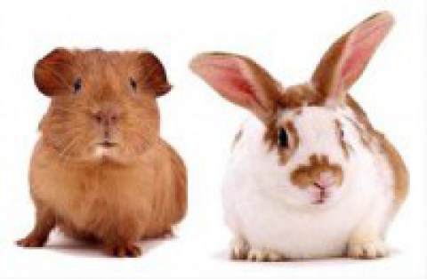 Rabbit & Guinea Pig