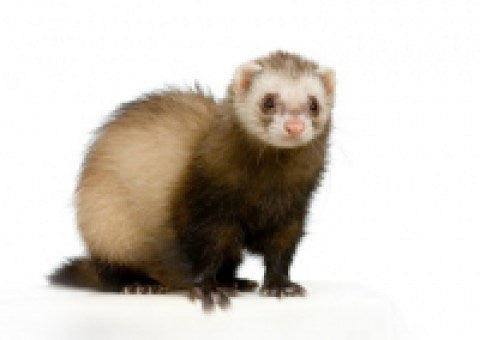 Rat, Ferret, Chinchilla & Degu