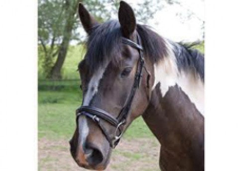 Horse Tack