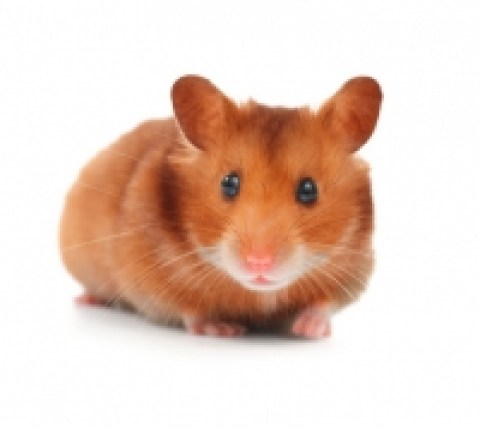 Hamster & Gerbil