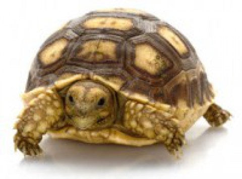 Tortoise