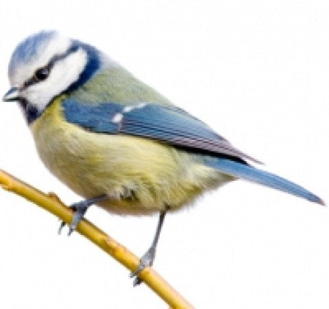 Wild Bird