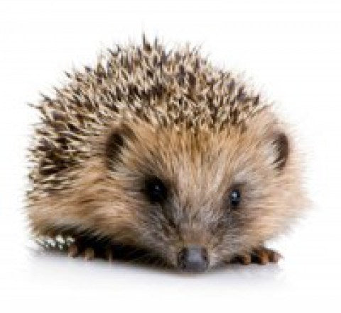 Home & Garden Wildlife