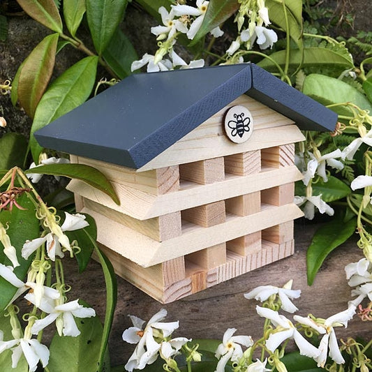 Elico Bee: Gift In A Tin
