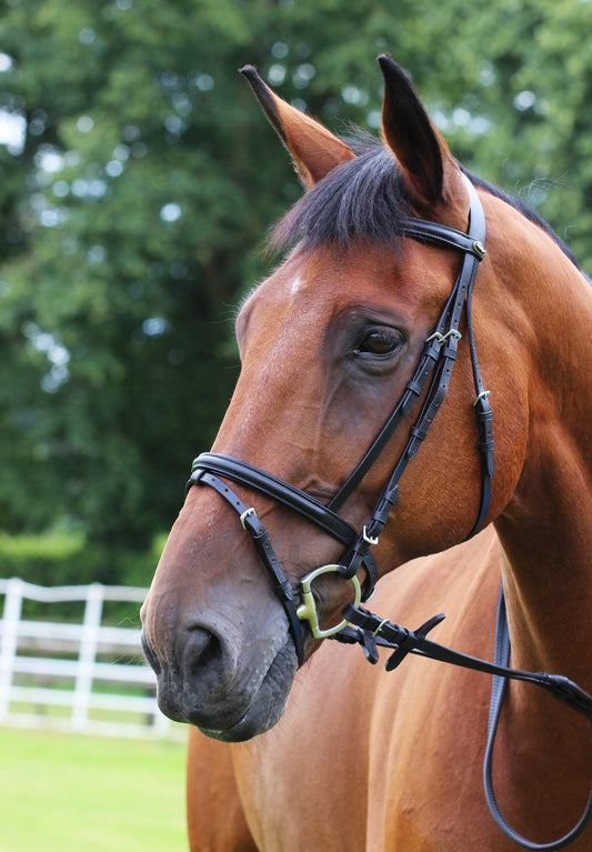 Gallop Economy Brown Leather Bridle