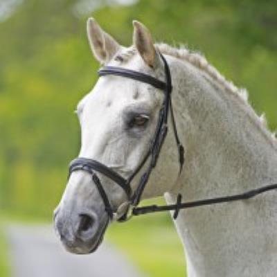 Bridleway Melton Padded Raised Flash Bridle