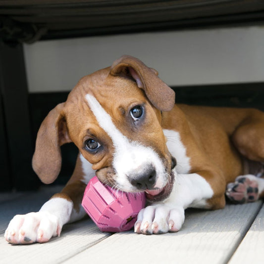 Kong: Puppy Activity Ball Medium
