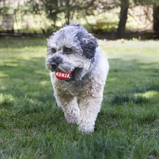 Kong: Signature Ball Small 2''s