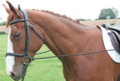 Elastic Training Reins: Black: 6mm