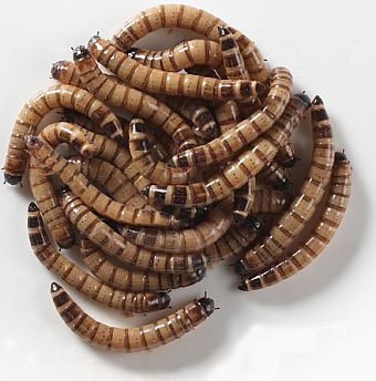 Giant Mealworms: Morios Pre-Pack