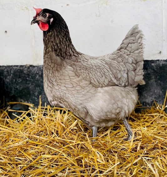 Chicken - BBF