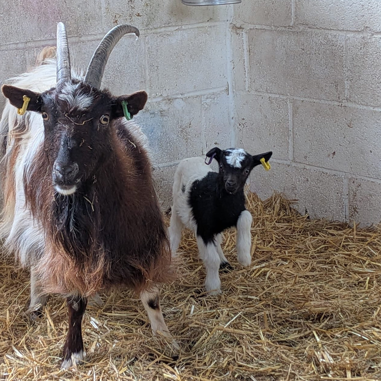 Baggot goat wether kid for sale