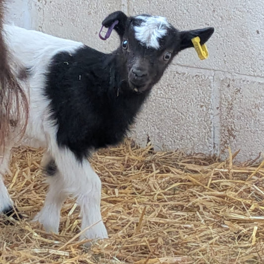 Baggot goat wether kid for sale