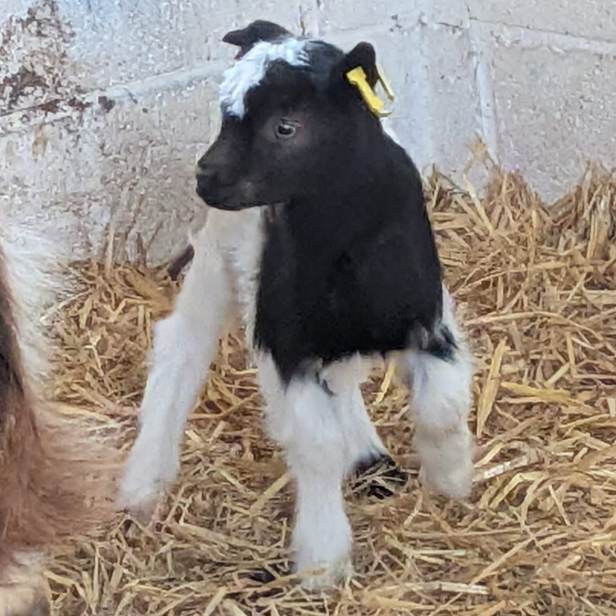 Baggot goat wether kid for sale