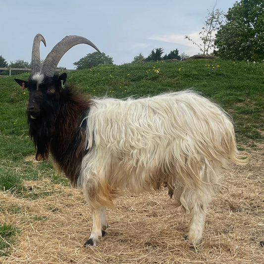 Baggot Goat buck for sale
