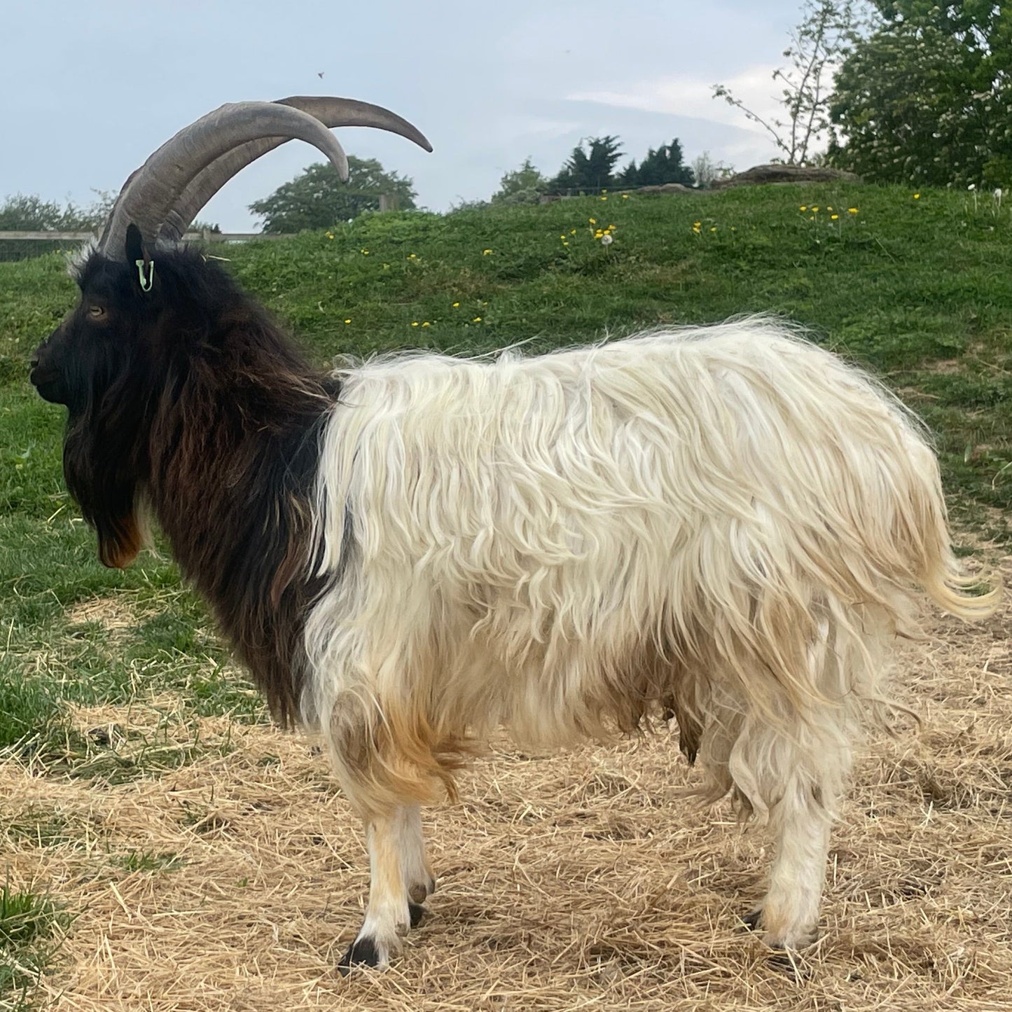 Baggot Goat buck for sale