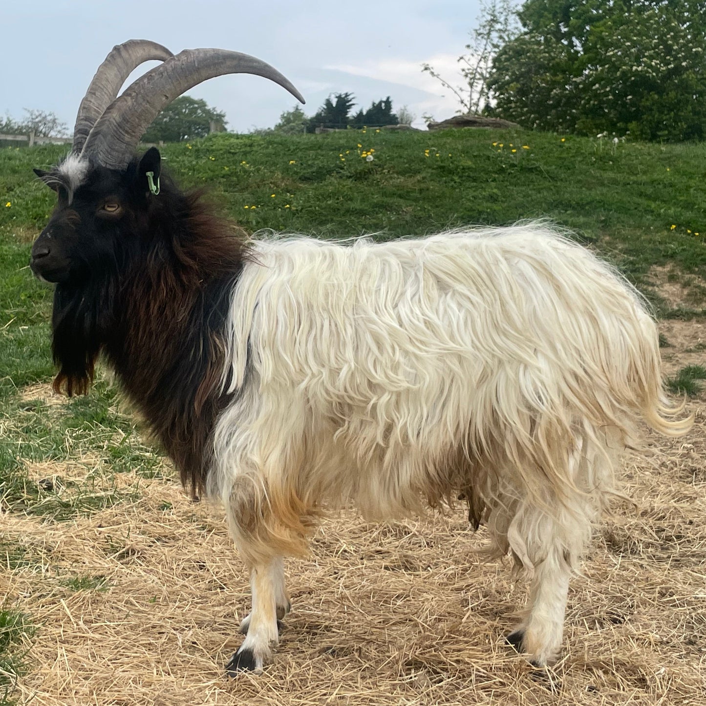 Baggot Goat buck for sale