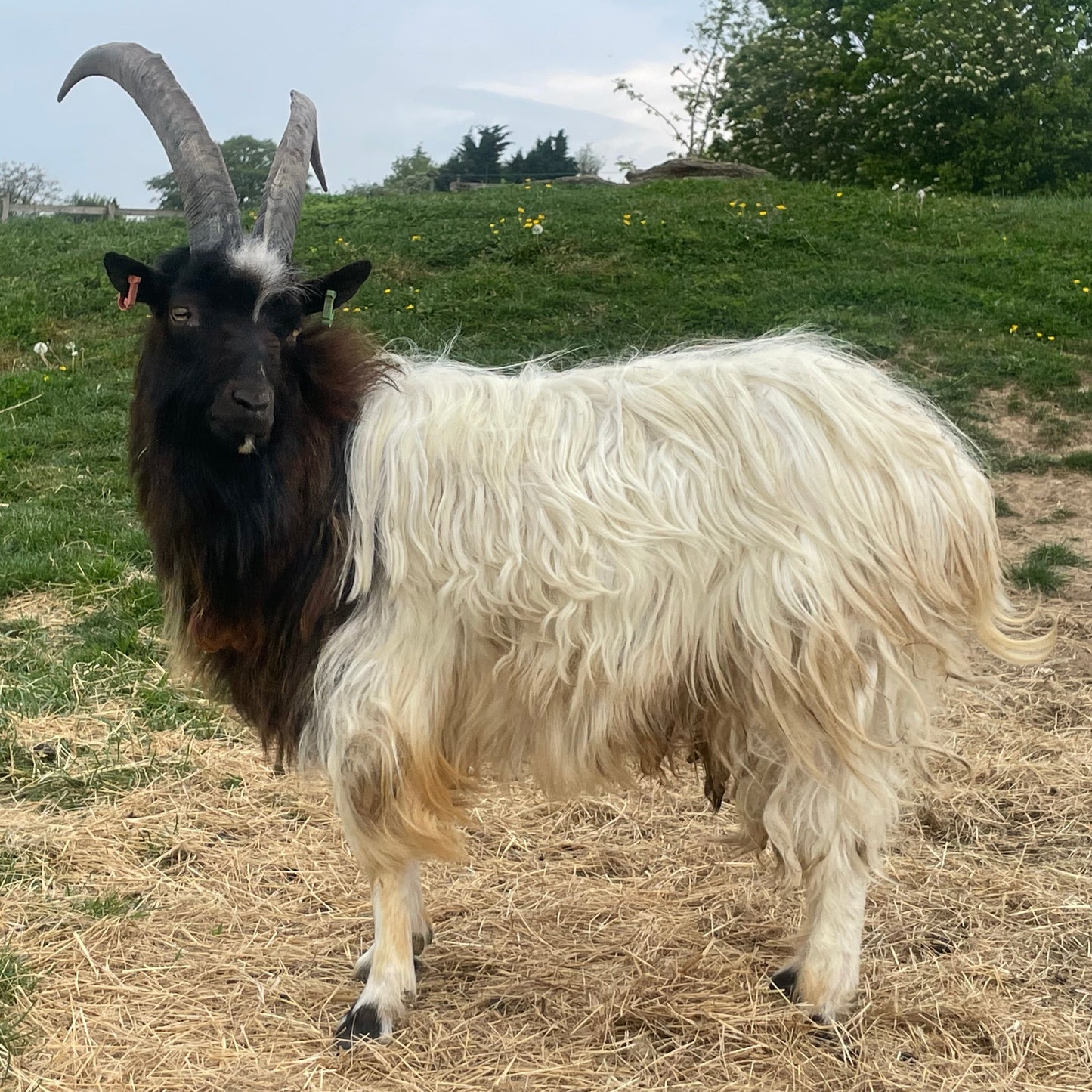 Baggot Goat buck for sale