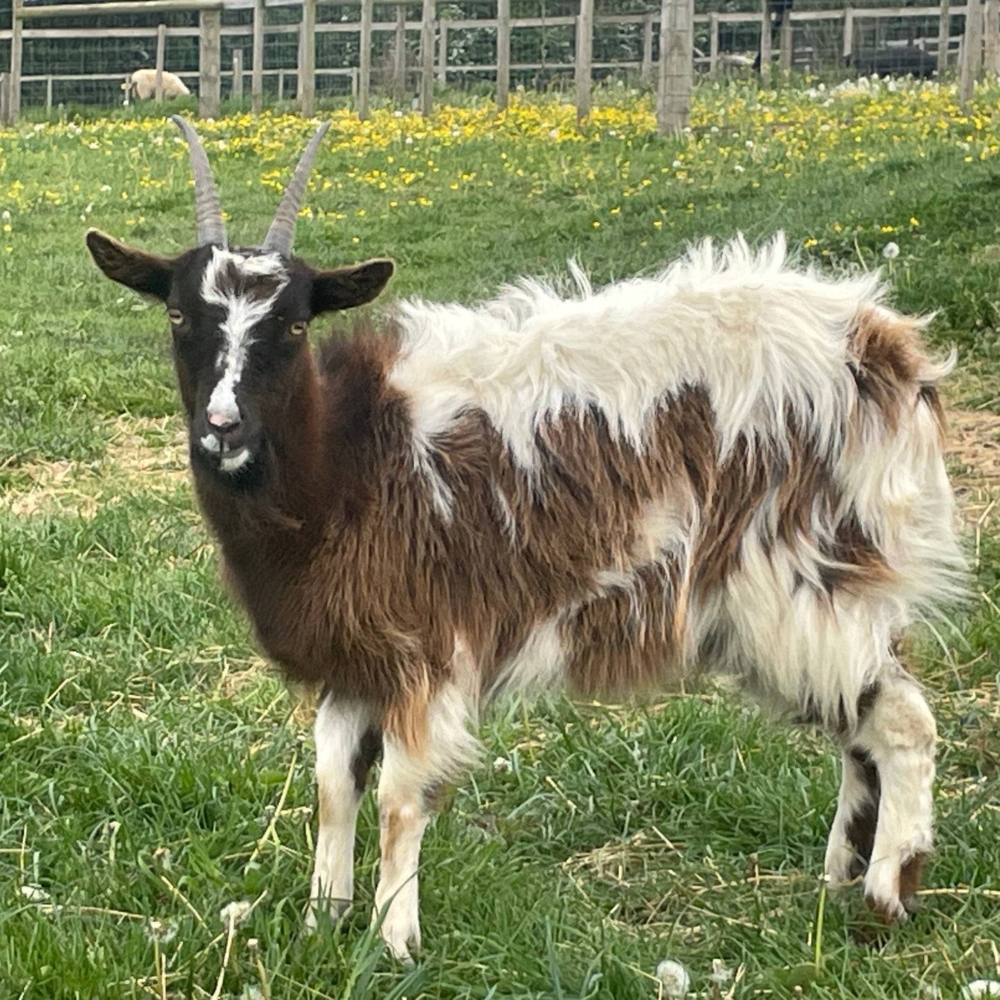Baggot Goat doe for sale