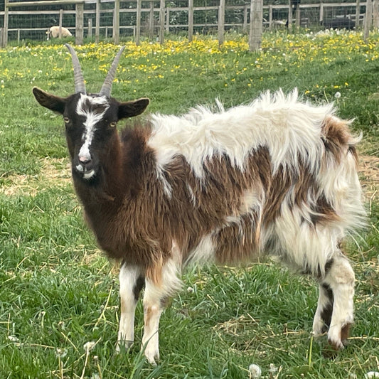 Baggot Goat doe for sale