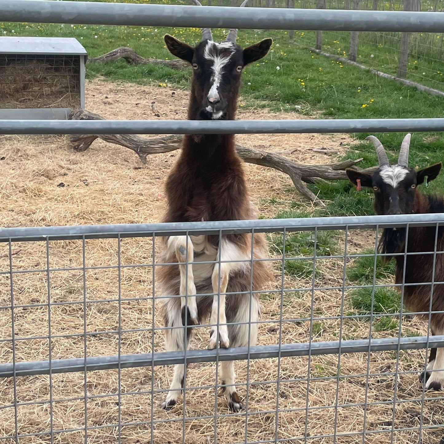 Baggot Goat doe for sale