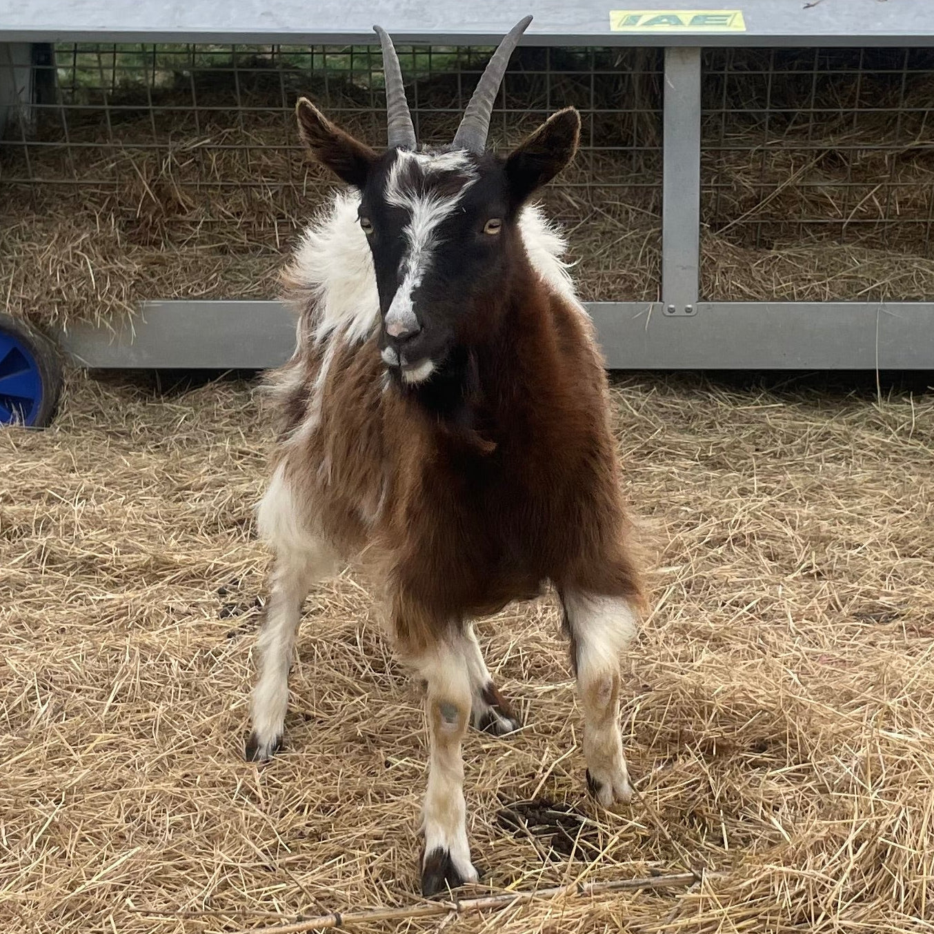 Baggot Goat doe for sale