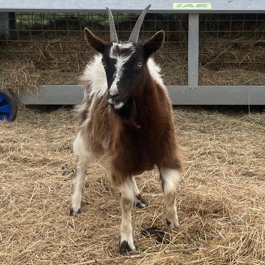 Baggot Goat doe for sale