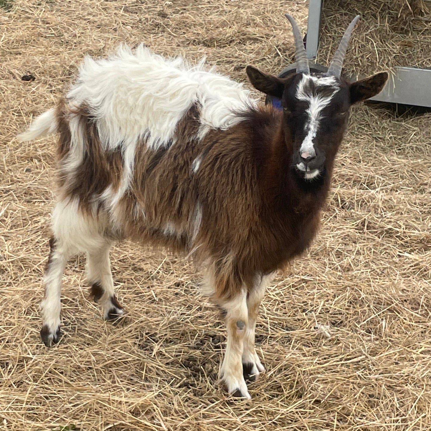 Baggot Goat doe for sale