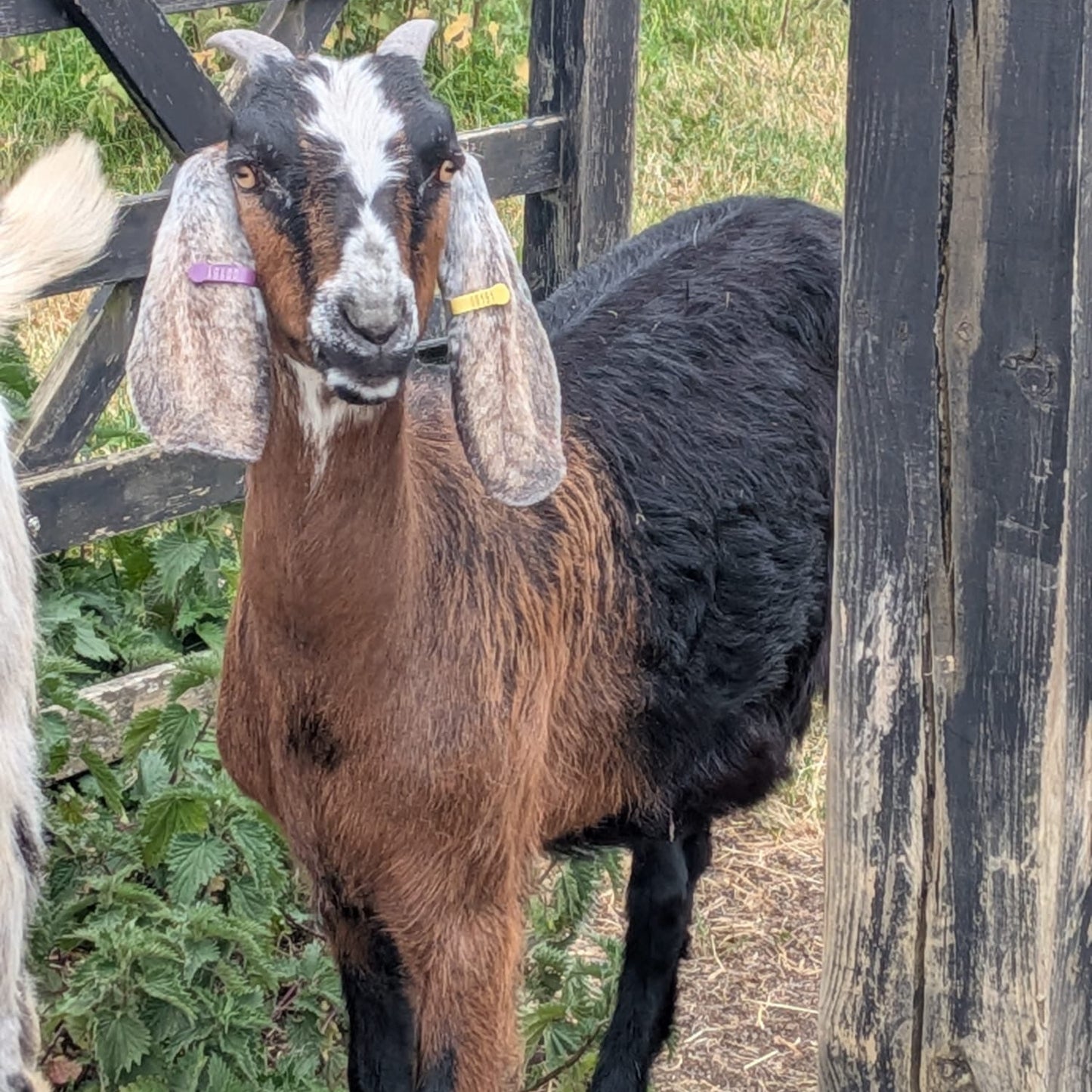 Anglo Nubian wether for sale - Buck