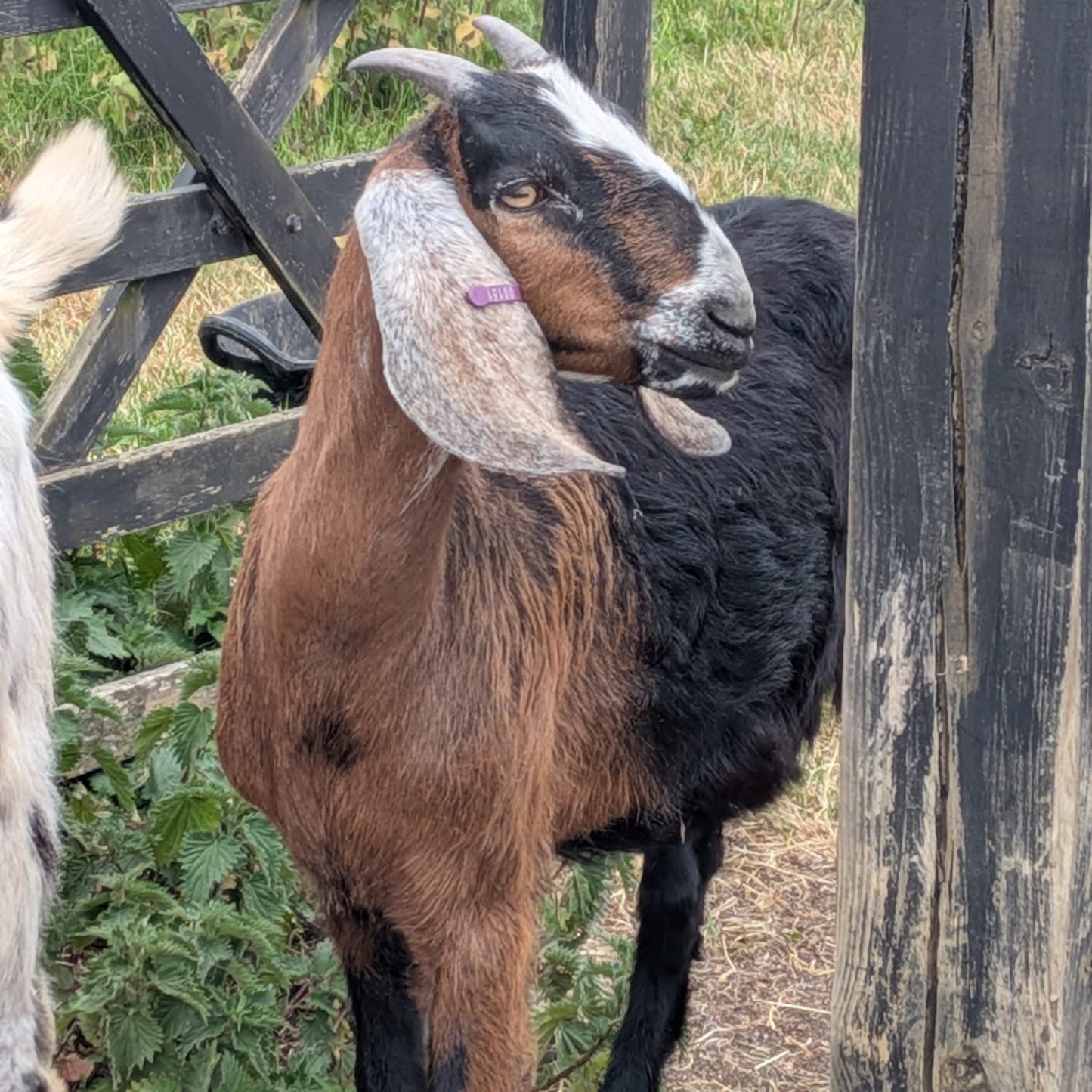 Anglo Nubian wether for sale - Buck
