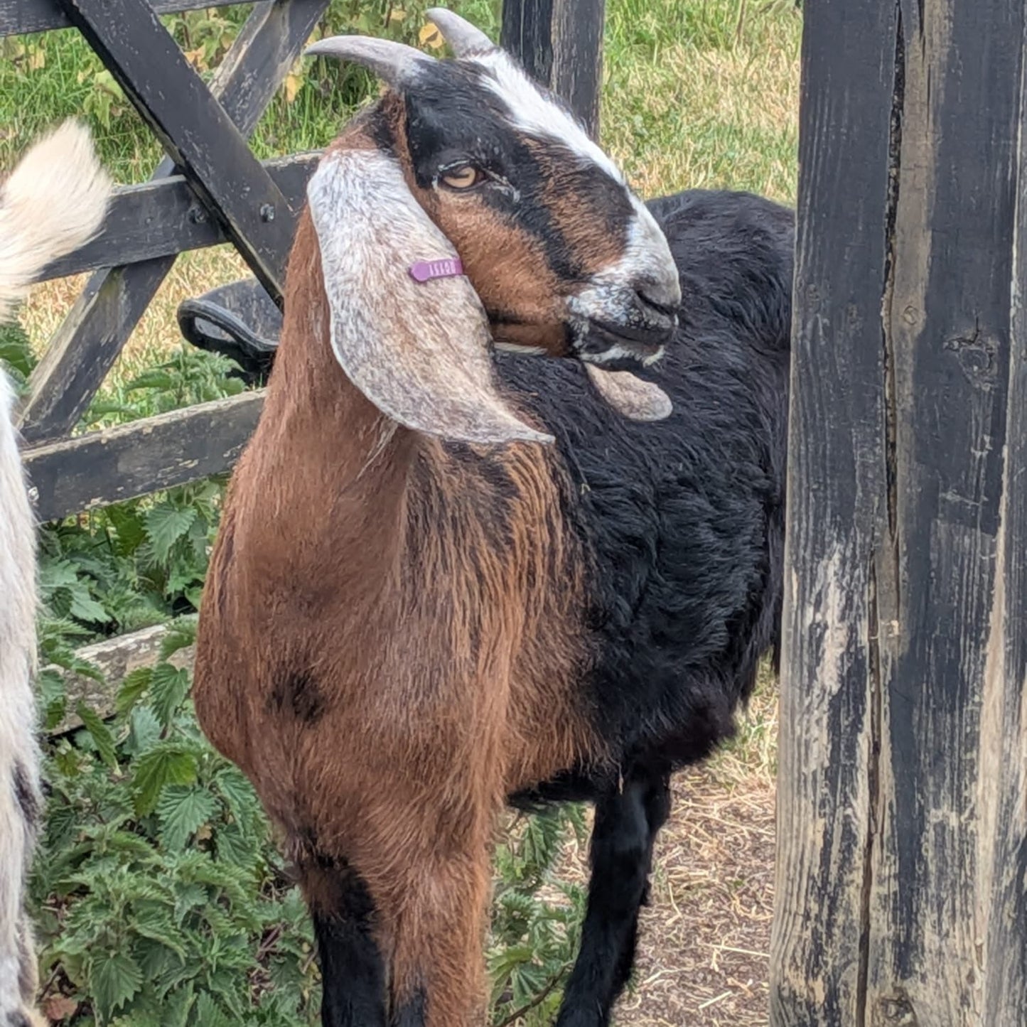 Anglo Nubian wether for sale - Buck