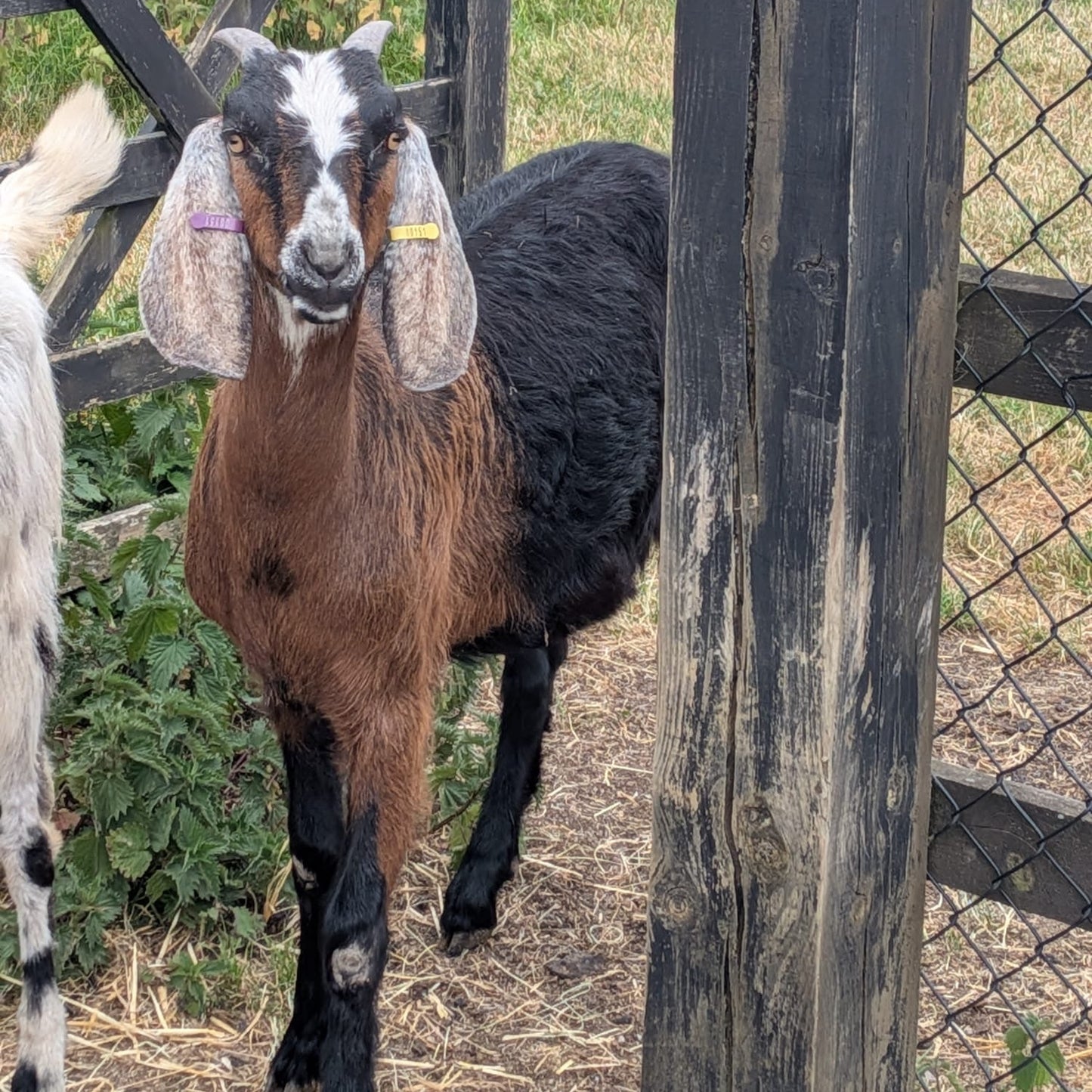 Anglo Nubian wether for sale - Buck