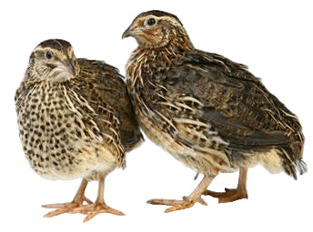 Live Bird: Japanese Quail Pair (M&F)