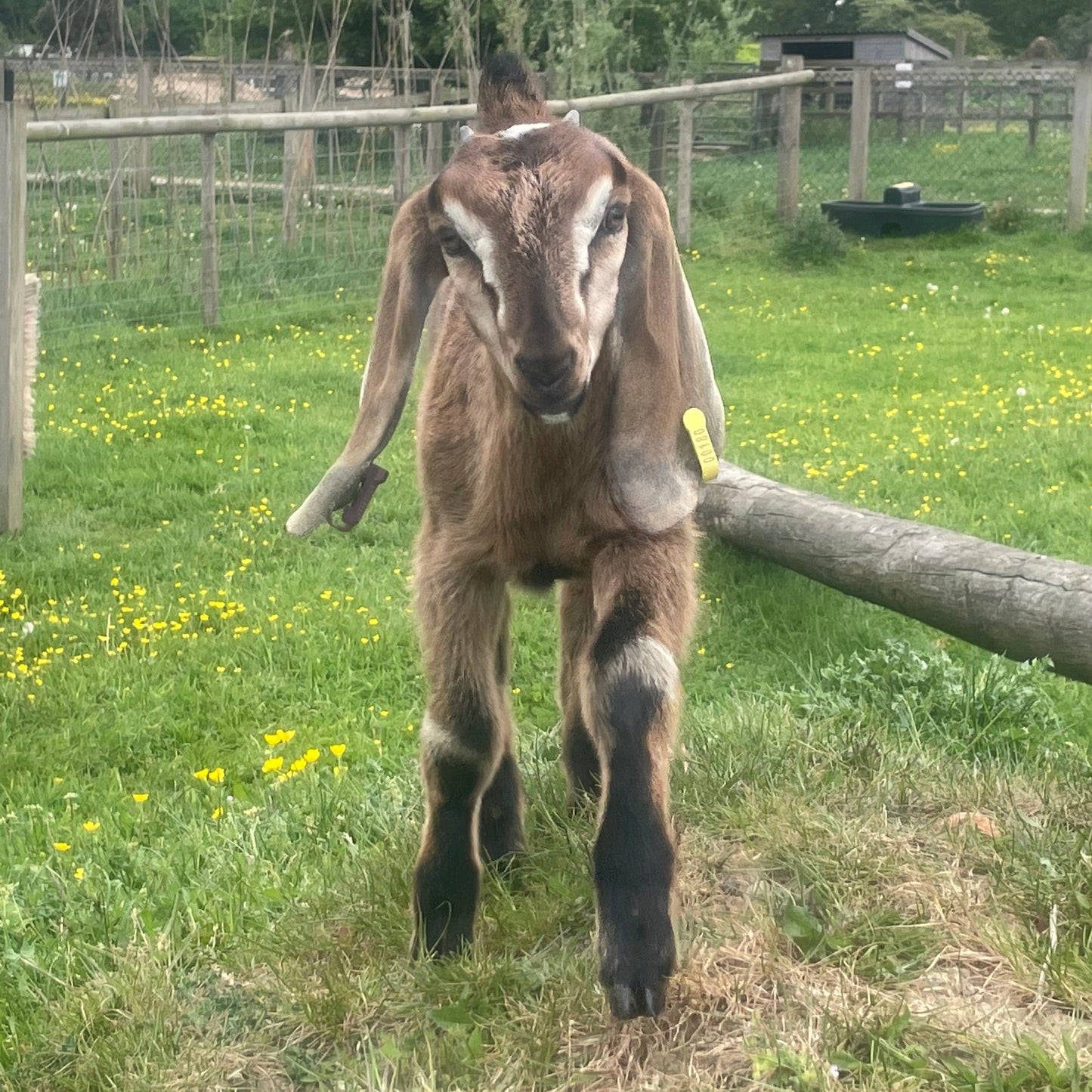 Anglo Nubian doe kid for sale - Jewels