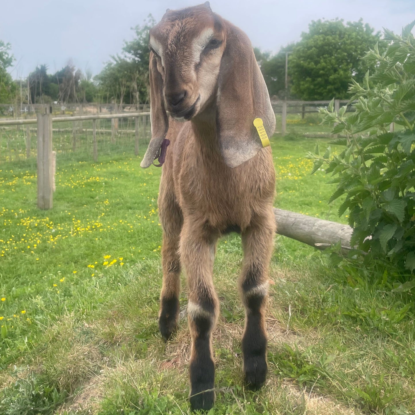 Anglo Nubian doe kid for sale - Jewels