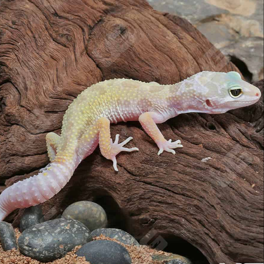 Live: Leucistic Leopard Gecko