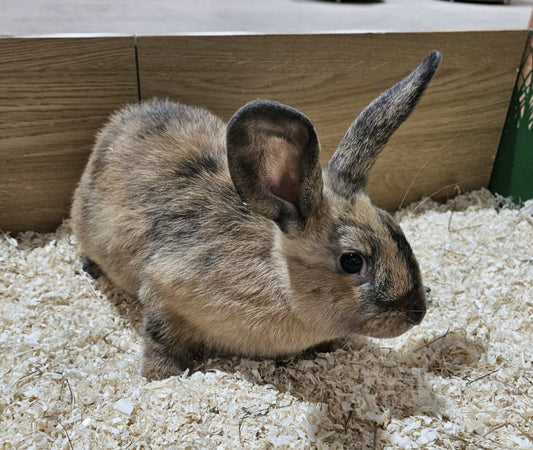 Live: Rabbit Dwarf Lop Female (Vaccinated)