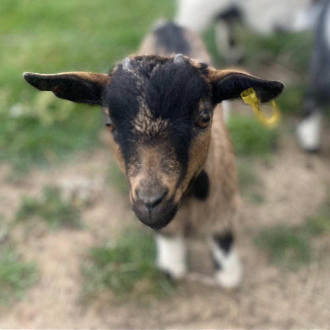 African Pygmy doe kid for sale