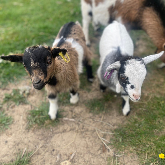 African Pygmy doe kid for sale