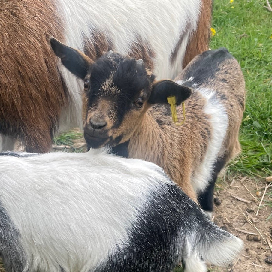 African Pygmy doe kid for sale