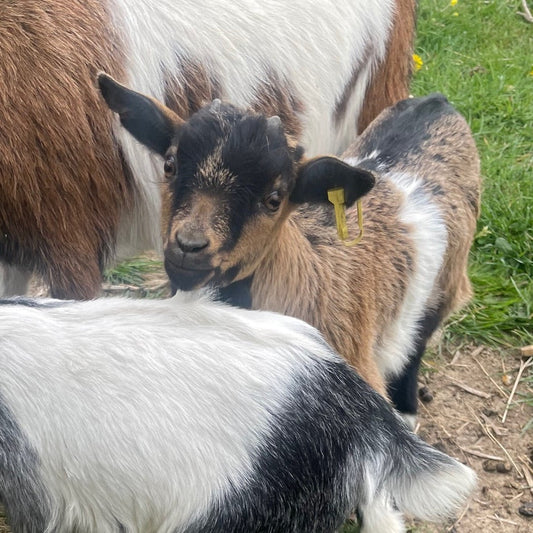 African Pygmy doe kid for sale