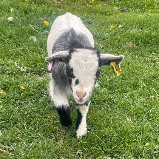 African Pygmy doe kid for sale