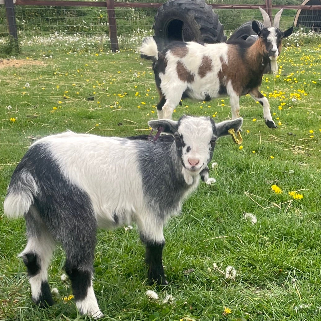 African Pygmy doe kid for sale