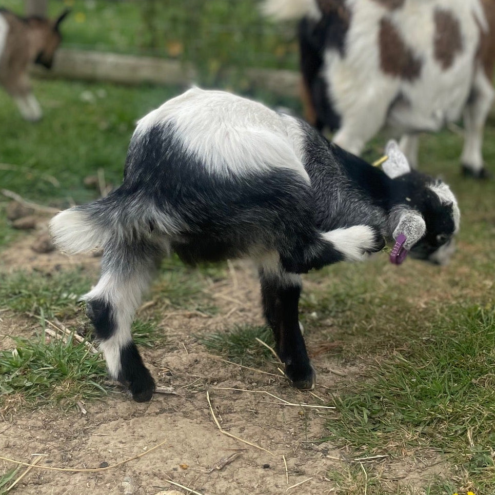 African Pygmy doe kid for sale