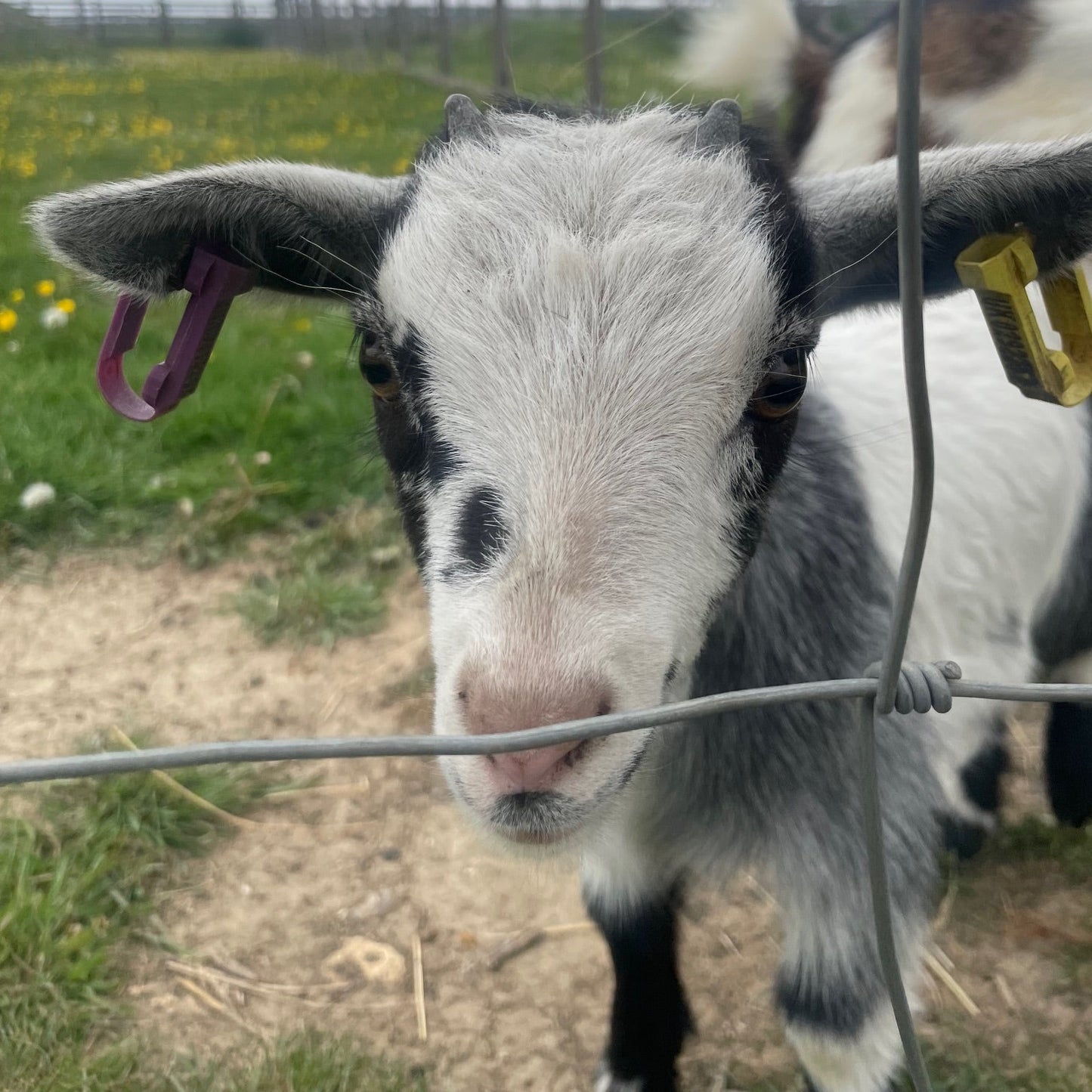 African Pygmy doe kid for sale