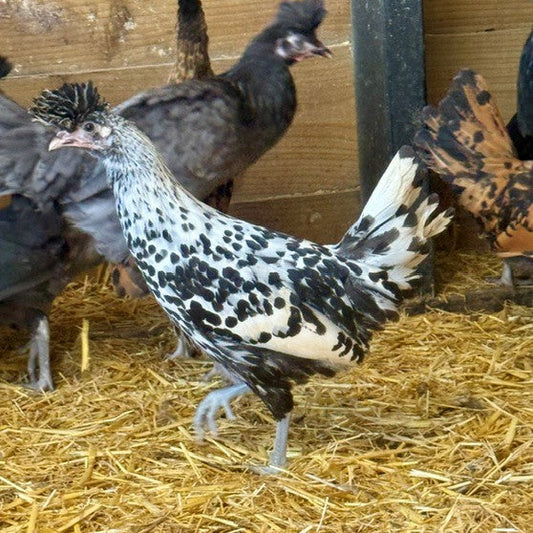 Chickens: Appenzeller Spitzhauben