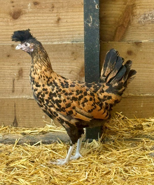 Chickens: Appenzeller Spitzhauben