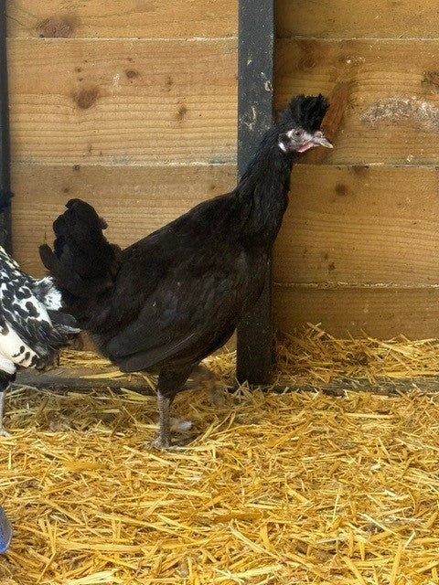 Chickens: Appenzeller Spitzhauben