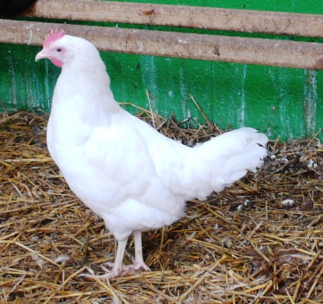 Live Chickens: White Leghorn (Point Of Lay)