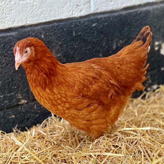 Chickens: Blacktail